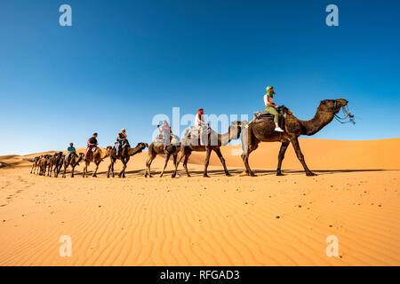 Wohnwagen mit dromedare (Camelus dromedarius), Sanddünen in der Wüste Erg Chebbi, Merzouga, Sahara, Marokko Stockfoto