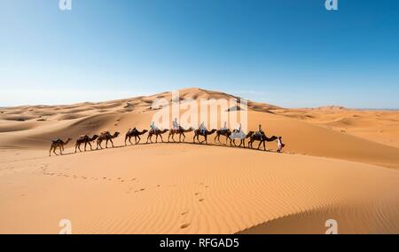 Wohnwagen mit dromedare (Camelus dromedarius), Sanddünen in der Wüste Erg Chebbi, Merzouga, Sahara, Marokko Stockfoto