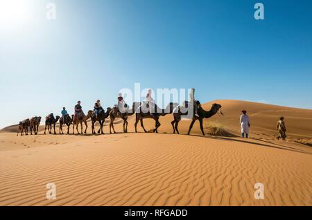 Wohnwagen mit dromedare (Camelus dromedarius), Sanddünen in der Wüste Erg Chebbi, Merzouga, Sahara, Marokko Stockfoto