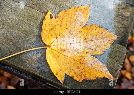 Ein Blatt im Herbst, Witten, Ruhrgebiet, Nordrhein-Westfalen, Deutschland Stockfoto