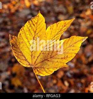 Ein Blatt im Herbst, Witten, Ruhrgebiet, Nordrhein-Westfalen, Deutschland Stockfoto