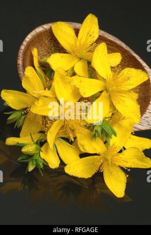 Heilpflanze Johanniskraut (Iperico, Hypericum perforatum) Stockfoto