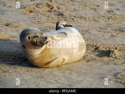 Grau jungrobben am Strand von Horsey, Norfolk, eine der wichtigsten Brutstätten für diese liebenswerten Meeressäuger an der Ostküste Englands. Stockfoto