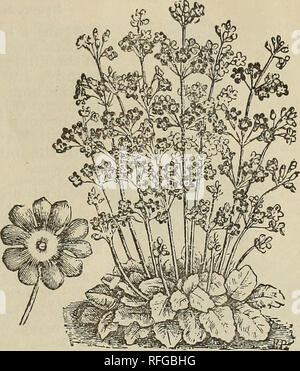 . Der Park floral Guide 1901. Baumschulen Pennsylvania Kataloge; Blumen Samen Kataloge, Leuchtmittel (Pflanzen) Kataloge. Das neue Baby Primrose^ Primula Lampsacus. 4 Pakete 10 cent, pro Paket 3 Cent. Primula Lampsacus, gemeinhin als Baby - Primrose, ist einer der heikelsten, keusch und schönen des neuen Blumen des Verdienstes für das Fenster Garten geeignet. Es blüht ungehindert und kontinuierlich - ly, werfen zahlreiche Cluster von seiner charmanten lila Blumen, wie in der Abbildung gezeigt. Samen keimen leicht, und die Pflanzen sich schnell entwickeln, und bald zu blühen beginnen. Im Mai begann die Pflanzen machen charmante Stockfoto