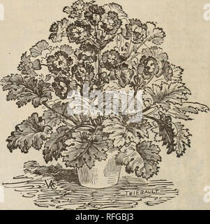 . Der Park floral Guide 1901. Baumschulen Pennsylvania Kataloge; Blumen Samen Kataloge, Leuchtmittel (Pflanzen) Kataloge. 3 Cent. Ich habe im vergangenen Jahr bot der Neuen kugelförmigen Primeln zum ersten Mal und sie haben große Zufriedenheit gegeben. Die Anlagen sind robust, kugelförmige Form, und die Blumen sehr groß, fein gesäumt und von allen führenden schöne Farben. Sie sind die besten von allen Winter - bloomers und kann immer auf abgehangen werden. Diese Primeln kann nicht übertroffen werden. Sie sind weit überlegen Die vari-eties meist von seedsmen. Ich kann die folgenden Arten getrennt: Reiche rosy p Stockfoto