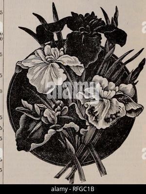 . Goodell same Katalog. Baumschulen Massachusetts Kataloge Kataloge; Blumen; Gemüse Samen Kataloge; Pflanzen, Zierpflanzen Kataloge. CYCLANTHERA explodens. Eine rasche - wachsen - ing Kletterer w^Ith ziemlich ovalen Früchte, die mit einem Geräusch, wenn reif 1&amp; COB03 ein Scandens explodieren. Eine schöne, halb-winterharte Pflanze, 20 Füße in einer Jahreszeit; flow-ers groß, Violett, bell-Form. Die samen Beginnen Sie so früh wie möglich in das Haus, und sie hochkant, und kein Wasser, es sei denn die Erde wird sehr trocken, ansonsten sind Sie apt zu verrotten... 10 Alba, eine seltene weiße Vielzahl der oben genannten. .20 CONVOLVULUS major ( Stockfoto