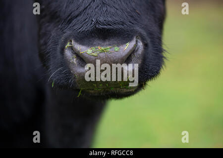 Shetland Rinder, claddach Farm Stockfoto