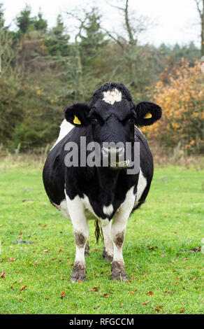 Shetland Rinder, claddach Farm Stockfoto