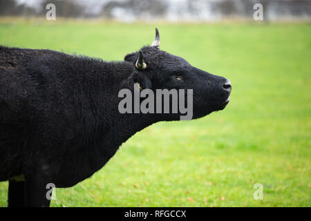 Shetland Rinder, claddach Farm Stockfoto