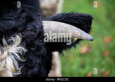 Shetland Rinder, claddach Farm Stockfoto