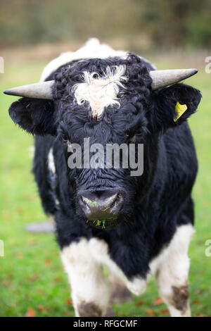 Shetland Rinder, claddach Farm Stockfoto