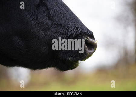 Shetland Rinder, claddach Farm Stockfoto