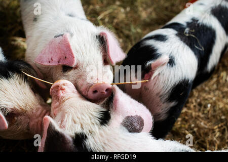 Gloustershire alten spot Schweinen an claddach Farm. 15.11.18. 8 Wochen alten Schweinen an claddach Bauernhof in Peat Inn. Stockfoto