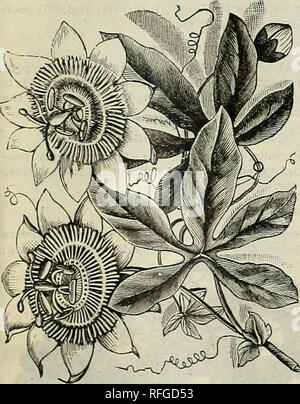 . Feder Katalog: 1900. Baumschulen (Gartenbau) Missouri Saint Louis Kataloge, Leuchtmittel (Pflanzen) Kataloge Kataloge; Blumen; Gemüse Samen Kataloge; Pflanzen, Zierpflanzen, Stauden Kataloge Kataloge; Obst Kataloge. Neue DOPPELTE PETUNIEN" Die doppelte Petunia ist einer der feinsten Bettwäsche Pflanzen für massing, gemischte bo Dîners, oder für Vasen die Brillanz und Vielfalt seiner Farben, mit der Dauer der Blütezeit kombiniert, so dass Sie von unschätzbarem Wert für die gartendekoration. Unsere Kollektion ist unübertroffen für die Leuchtkraft der Farbe und Größe der Blüten. Sie beinhalten alle die hellsten Farben Rosa, Lila, Ro