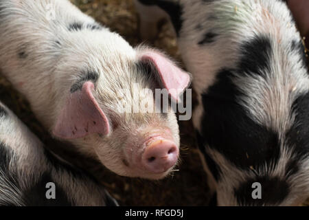 Gloustershire alten spot Schweinen an claddach Farm. 15.11.18. 8 Wochen alten Schweinen an claddach Bauernhof in Peat Inn. Stockfoto