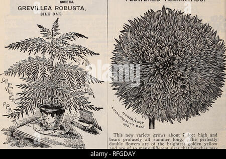 . Frühjahr 1900. Baumschulen Ohio Painesville Kataloge; Gemüse Samen Kataloge Kataloge; Lampen; Blumen (Pflanzen) Kataloge; Pflanzen, Zierpflanzen Kataloge; Obstbäume Sämlinge Kataloge; Obst Kataloge. Kürbisse. GODETIA. GREVILLEA ROBUSTA SEIDE EICHE. Neue doppelte Chrysantheme, BLÜHENDEN HELIANTHUS.. Einen schönen und anmutigen Laub Pflanze; hoch als Zierpflanze für die Tabelle bewertet, und die großen, für tropische Rasen Effekte; mehrjährige Ausschreibung; 3 bis 5 Fuß 10 GYPSOPHILA. Zarte freiblühende Pflanzen, mit einer Fülle von sternförmigen Blüten bedeckt. Gut für Blumenampeln angepasst und Stockfoto