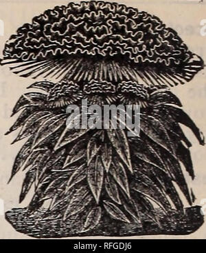 . Frühjahr 1900. Baumschulen Ohio Painesville Kataloge; Gemüse Samen Kataloge Kataloge; Lampen; Blumen (Pflanzen) Kataloge; Pflanzen, Zierpflanzen Kataloge; Obstbäume Sämlinge Kataloge; Obst Kataloge. Nelke Marguerite. Weiß, Rosa, Crimson, gestreift, je 10 gemischt 5 CELOSIA - COXCOMB. Kostenlose blühende, anmutigen Pflanzen, wachsen - ing am besten in eher leichte Böden, nicht zu reichen; in Töpfen, die Sie fein für das Gewächshaus oder Wintergarten sind gewachsen. Winterharte Einjährige.. Cristata Nana, Zwerg Coxcomb. Kompaktes, 1 o w wachsende Pflanzen mit auffälligen Kämme. Saatgut gespeichert von den besten Köpfen. Reich und brillante Farben; Stockfoto