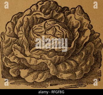 . Die Geo. A. von Weber Firma samen Katalog. Baumschulen Rhode Island Newport Kataloge; Blumen Samen Samen Kataloge Kataloge; Gemüse; Früchte; Pflanzen, Zierpflanzen Kataloge Kataloge; landwirtschaftliche Arbeitsgeräte Kataloge. Die Geo. A. Weaver's Co. Katalog der Samen und Anbaugeräte, Newport, Brechungsindex Salat.. HARBINGER. HAEEINGER. karly, großes Format, guter Keeper: Eine ausgezeichnete Sorte zu zwingen. Pkt. 25 cts. Melone.. Bitte beachten Sie, dass diese Bilder extrahiert werden aus der gescannten Seite Bilder, die digital haben für die Lesbarkeit verbessert - Färbung und Aussehen dieser Abbildungen können nicht perfe Stockfoto