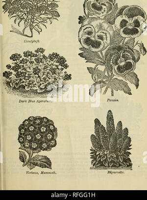 . 1900 Katalog: selbst angebauten Samen. Baumschulen Connecticut Orange Kataloge; Gemüse; Früchte Samen Kataloge Kataloge; landwirtschaftliche Arbeitsgeräte Kataloge. Zuverlässige GARTEN SAMEN. 35 Blumen Samen.. Bitte beachten Sie, dass diese Bilder sind von der gescannten Seite Bilder, die digital für die Lesbarkeit verbessert haben mögen - Färbung und Aussehen dieser Abbildungen können nicht perfekt dem Original ähneln. extrahiert. S.D. Waldmeister &Amp; Söhne; Henry G. Gilbert Baumschule und Saatgut Handel Katalog Kollektion. Orange, Anschl.: S.D. Waldmeister &Amp; Söhne Stockfoto