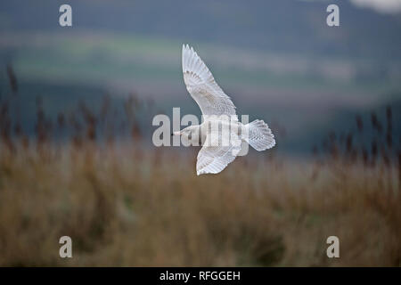 Glaucous Gull (Larus Hyperboreus) Stockfoto