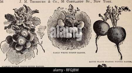 . Thorburn's Samen: 1900. Baumschulen New York (State) Kataloge Kataloge; Samen; Gemüse; Blumen Samen Samen Kataloge Kataloge. . Bitte beachten Sie, dass diese Bilder sind von der gescannten Seite Bilder, die digital für die Lesbarkeit verbessert haben mögen - Färbung und Aussehen dieser Abbildungen können nicht perfekt dem Original ähneln. extrahiert. J. M. Thorburn &Amp; Co; Henry G. Gilbert Baumschule und Saatgut Handel Katalog Kollektion. New York: J. M. Thorburn &Amp; Co. Stockfoto