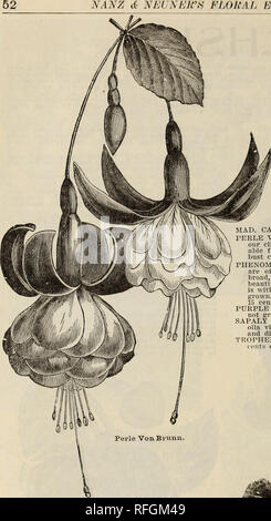 . Jubiläum floral Katalog. Baumschulen (Gartenbau) Kentucky Louisville Kataloge; Pflanzen, Zierpflanzen, Blumen Kataloge Kataloge; Bäume; Sträucher Sämlinge Kataloge Kataloge; Obst Kataloge. NANZ & Amp; NEUNERS FLORAL ESTABLL^ HMENT,. Bitte beachten Sie, dass diese Bilder sind von der gescannten Seite Bilder, die digital für die Lesbarkeit verbessert haben mögen - Färbung und Aussehen dieser Abbildungen können nicht perfekt dem Original ähneln. extrahiert. Nanz & Amp; Neuner; Henry G. Gilbert Baumschule und Saatgut Handel Katalog Kollektion. Louisville, Ky. : Nanz & Amp; Neuner Stockfoto