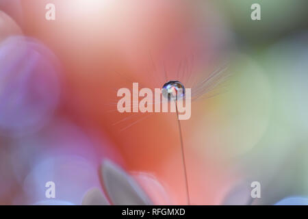 Abstrakte Makro Foto mit Löwenzahn und Wassertropfen. Erstaunlich bunte Tapeten. Orange Farben. Schöne Natur Hintergrund. Extreme close up. Blumenkunst. Stockfoto