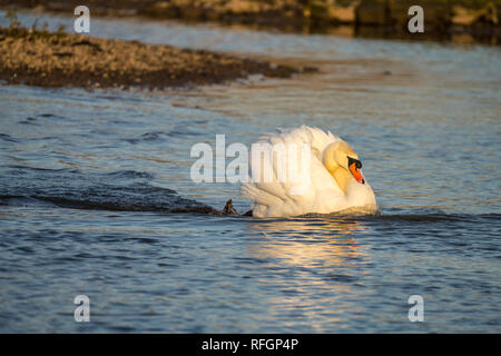 Höckerschwan (Cygnus olor) in Bedrohung darstellen, einen Rivalen Jagen und Rennen über See. Seite Beleuchtung durch niedrige Sonne. Stockfoto