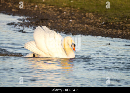 Nahaufnahme eines Höckerschwan (Cygnus olor) in Bedrohung darstellen, einen Rivalen Jagen und Rennen über einem See an Geschwindigkeit. Seite Beleuchtung durch niedrige Sonne. Stockfoto