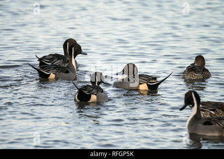 Gruppe von den Nordpintailenten (Anas acuta) Schwimmen Stockfoto