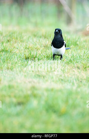 In der Nähe von Elster (Pica Pica) auf Gras Frontkamera Stockfoto