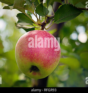Rote Seite Apple mit Blättern auf Ast an der Orchard Garten hängen. Herbst oder Sommer Erntezeit und das gesunde Essen Konzepte. Quadratisches Bild. Selectiv Stockfoto