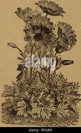 . Der Park erläuterte Liste von Hardy Glühlampen für 1900. Baumschulen Pennsylvania Kataloge; Blumen Samen Kataloge, Leuchtmittel (Pflanzen) Kataloge. ArumTtalicunx ARUM ITALICUM. Ein semi-aquatischen Pflanze geeignet für alle feuchten Platz im Garten; je 10 Cent. ASCLEPIAS TUBEROSA. Eine schöne, blühende krautige Staude; auffällige orange-roten Blüten in großen Clustern; Blüten im Juni und Juli jeweils 15 Cent. ARALIA RACEMOSA. Wie Narde bekannt; eine auffällige Pflanze mit blütenständen von weißen Blumen von schwarzen Beeren gefolgt; je 20 Cent.. ANEMONE FUIiGENS. Anemonen. Die folgenden Anemonen sind alle Hardy ein Stockfoto