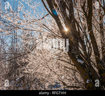 Sun Filter durch den verschneiten Äste Stockfoto