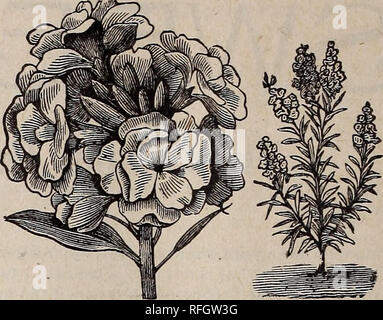 . Die Geo. H. in Mellen Co.: 1900. Baumschulen Ohio Springfield Kataloge; Glühlampen (Pflanzen) Kataloge; Blumen Samen Kataloge; Pflanzen, Zierpflanzen, Obst Kataloge Kataloge. Rote Victoria - jede Pflanze bildet in sich eine natürlich gewachsene Bouquet, schöne Pyramidenform, die symmetrisch um den Hauptstamm, der in der Mitte leicht angehoben wird angeordnet; brillante Doppel, dunkles Blut - Rot. Paket, 5 Cent. Pro Pck. Bereits zehn Wochen - Zwölf der schönsten Farben gemischt 8 c Bereits zehn Wochen - Reinweiss, sehr süß Früh zehn Wochen werden - reiche Crimson schon zehn Wochen - klaren blauen Frühen zehn Wochen Werden Stockfoto