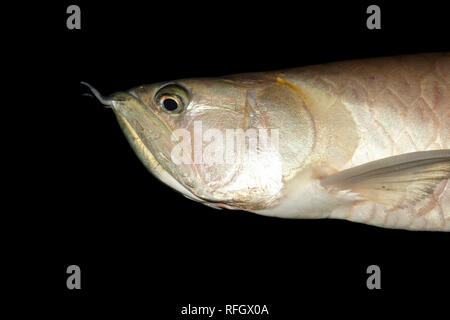 Silber Arowana (Osteoglossum bicirrhosum) Stockfoto