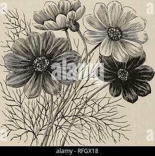. Die jährlichen Katalog der Garten, Feld und Blumensamen: Blumenzwiebeln, Pflanzen, Dünger und implementiert für die Farm und Garten. Gemüse Samen Samen Kataloge Kataloge; Blumen; landwirtschaftliche Arbeitsgeräte Kataloge; kommerzielle Kataloge Rhode Island Providence. Kosmos. CYPERUS ALTERNIFOLIUS. Cyclamen - Percicum Giganteum - Wahl Sorte, gemischt 25 Cypres = Weinstock - (Siehe Ipomoea). Cyperus Alternifolius - (Der Regenschirm Pflanze). Schönes Laub Pflanze, hervorragend geeignet für Tisch decoi-ation; einfach aus Samen 10 Dahlia gewachsen - Doppelt große Blüte' - Saatgut von Sorten gespeichert, gemischt. .10 einzigen Gemischten - Gerettet aus einem s Stockfoto