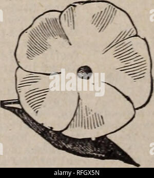 . Die Geo. H. in Mellen Co.: 1900. Baumschulen Ohio Springfield Kataloge; Glühlampen (Pflanzen) Kataloge; Blumen Samen Kataloge; Pflanzen, Zierpflanzen, Obst Kataloge Kataloge. Der floeets Hakdy Pklox.. Bitte beachten Sie, dass diese Bilder sind von der gescannten Seite Bilder, die digital für die Lesbarkeit verbessert haben mögen - Färbung und Aussehen dieser Abbildungen können nicht perfekt dem Original ähneln. extrahiert. Geo. H. in Mellen Co; Innisfallen Gewächshäuser; Henry G. Gilbert Baumschule und Saatgut Handel Katalog Kollektion. Springfield, Ohio: Geo. H. in Mellen Co. Stockfoto