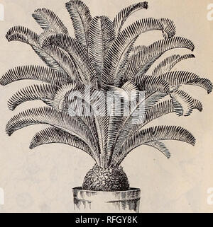 . McGregor Brüder Großhandel Preisliste von Pflanzen für Floristen: Herbst 1900. Baumschulen (Gartenbau) Ohio Springfield Kataloge; Pflanzen, Zierpflanzen Kataloge Kataloge; Lampen; Blumen (Pflanzen) Kataloge. 18 McGregor Brüder, Floristen, Springfield, Ohio haben wir eine Liste von den leichter gehandhabt Palmen bieten. Sie sind schön, sparsam, sauber und wenn Topfpflanzen wird bald vier oder fünf Mal den Preis, zu dem Sie hier angeboten werden. Hinweis - Es kann gut sein, dass hier im Zusammenhang mit der Anzahl der Blätter zu jeder Größe, es hat Bezug zu Embryo, nicht als Zeichen hinterlässt. CYCAS REVOLUTA (Sago Palm. Stockfoto