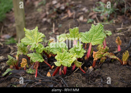 Rhabarber wachsen in Kleingärten bis Ende Januar 2019. Somerset England UK GB Stockfoto