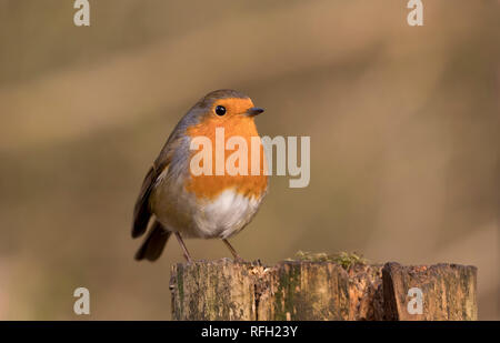 Nach Rotkehlchen (erithacus Rubecula) thront auf einem Baumstamm im Winter die Sonne. Im Forest Farm Nature Reserve, Cardiff, South Wales, Großbritannien Stockfoto