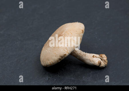 Eine einzelne Ungekocht Shiitake Pilze gekauft von einem Supermarkt in Großbritannien auf einem dunklen Hintergrund. Dorset England UK GB Stockfoto