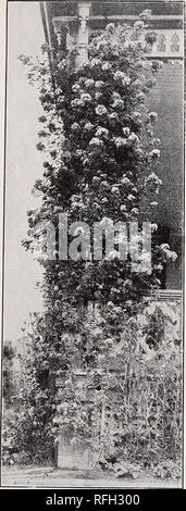 . Mount Airy Baumschulen: 1900. Baumschulen (Gartenbau) Pennsylvania Philadelphia Kataloge; Bäume; Sträucher Sämlinge Kataloge Kataloge; Pflanzen, Zierpflanzen Kataloge. NgRSERlES AOUNT LUFTIG-Auswahl Rosen 13 Baron de Bonstetten. Samtig maroon, schattigen mit tiefen Crimson. Baroness Rothschild. Große hellrosa Blüten, mit Laub nahe unter. Caroline Marniesse. Kleine rot-weißen Blüten, die in Büscheln getragen. Blüht von Anfang Sommer bis zum Frost. Caroline de Sansal. Große, flache, Fleisch - farbige Blumen. Sehr winterhart. Clio. Fleisch Farbe. Hat die zarte Textur und Färbung, die man sich vorstellen kann; der Schönen Stockfoto