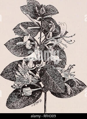 . Mount Airy Baumschulen: 1900. Baumschulen (Gartenbau) Pennsylvania Philadelphia Kataloge; Bäume; Sträucher Sämlinge Kataloge Kataloge; Pflanzen, Zierpflanzen Kataloge. 12 David G. YATES &Amp; CO., Philadelphia Hardy Reben Preis: 20 bis 35 cts.. Hall's Geißblatt. ACTINIDIA polygama. Eine stark wachsende Japa- nisch Weinstock, mit ziemlich großen Blättern und weißen, violetten Blüten zentriert. AKEBIA Quinata. Eine schnell wachsende, schöne Rebe, mit fünf Fingern Blätter und Pflaumenfarbene, duftenden Blumen spät im April. AMPELOPSIS Veitchii. Ein Kletterer für Backstein oder Stein Mauern; die schöne Oliv-grün Stockfoto