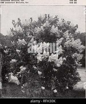 . Mount Airy Baumschulen: 1900. Baumschulen (Gartenbau) Pennsylvania Philadelphia Kataloge; Bäume; Sträucher Sämlinge Kataloge Kataloge; Pflanzen, Zierpflanzen Kataloge. /TVOaNT luftig Baumschulen - Blühende Sträucher blühende Sträucher. Preise, soweit nicht anders vermerkt, von 25 bis 35 cts. Jeder, je nach Sorte, der Wahl ausgewählte Pflanzen. Spezielle Preise pro lOO auf Anwendung. Niedrige Preise in Menge für kleine Größen. Spezielle SAMMLUNGEN VON AUSWAHL winterharte Stauden. Die folgenden Sammlungen bestehen aus unserer Auswahl Abfolge von Bloom. Sie angewählt sind, starke und w JUWEL SAMMLUNG, 50 verschiedene Sträucher, für QUEE Stockfoto