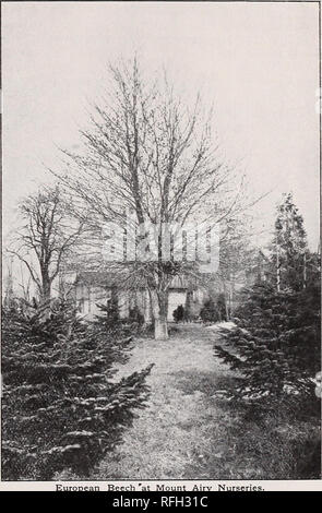 . Mount Airy Baumschulen: 1900. Baumschulen (Gartenbau) Pennsylvania Philadelphia Kataloge; Bäume; Sträucher Sämlinge Kataloge Kataloge; Pflanzen, Zierpflanzen Kataloge. mOUNT AIRY Baumschulen - Große Bäume 7 grosse Bäume. Für eine sofortige WIRKUNG UND SCREENING unansehnliche Aussicht Wir wachsen" in unseren Baumschulen besonders große Exemplare von verschiedenen Arten von Bäumen geeignet für imme - diate Wirkung, whicfi, wenn man bedenkt, dass tfieir Größe und Qualität bieten wir Ihnen zu moderaten Preisen. Es gibt eine wachsende Nachfrage nach großen Bäumen, wie viele Leute möchten nicht Jahre, bevor ich den Nutzen ihrer Anpflanzungen zu warten. Die zusätzliche Va Stockfoto