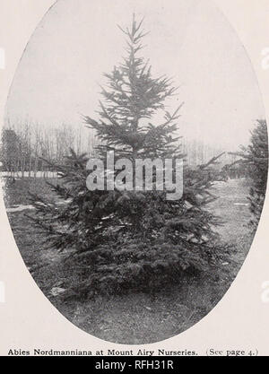 . Mount Airy Baumschulen: 1900. Baumschulen (Gartenbau) Pennsylvania Philadelphia Kataloge; Bäume; Sträucher Sämlinge Kataloge Kataloge; Pflanzen, Zierpflanzen Kataloge. /NOUNT LUFTIG NgRSERlES - Evergreens ABIES pinsapo (pinsapo Tanne). Eine elegante Struktur, mit einzigartiger, rundliche, spitzen Blätter rund um die Zweige und Triebe. A. polita (Tiger Tail Fichte). Eine schöne Art der beschlossen, Individualität, eine langsame Winzer; bildet eine perfekte pyramidenförmigen Bush, dicht mit steifen, stacheligen bekleidet, dunklen Blätter. BIOTA Orientalis Compacta (Kompakt Chinesisch Lebensbaum). Eine Vielzahl der Chinesischen, aber mehr Zwerg Stockfoto