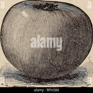 . Ein paar Samen und Pflanzen angemessen von der allgemeinen Kultur. Baumschulen Ohio Zanesville Kataloge; Gemüse Samen Samen Kataloge Kataloge; Blumen; Pflanzen, Zierpflanzen Kataloge; landwirtschaftliche Arbeitsgeräte Kataloge. . Bitte beachten Sie, dass diese Bilder sind von der gescannten Seite Bilder, die digital für die Lesbarkeit verbessert haben mögen - Färbung und Aussehen dieser Abbildungen können nicht perfekt dem Original ähneln. extrahiert. Imlay, Jno. D; Jno. D. Imlay (Hart); Henry G. Gilbert Baumschule und Saatgut Handel Katalog Kollektion. Zanesville, Ohio: Jno. D. Imlay Stockfoto
