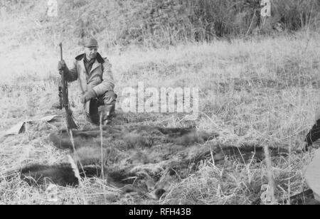 Schwarz-weiß Foto von einem Mann mittleren Alters, das Tragen einer Jagd Jacke und Kappe, mit Blick auf die Kamera, kniet auf einem Knie, mit seiner anderen Hand auf sein Gewehr für Gleichgewicht, auf der Suche nach einem die Haut eines großen Bär, wahrscheinlich entweder ein Kodiak bear (Ursus arctos middendorffi) oder ein grizzly Bär (Ursus arctos) breiteten sich in das Gras zu seinen Füßen, mit einer Neigung im Hintergrund sichtbar, während einer Jagd und Angeln in Alaska, USA, 1955 entfernt fotografiert. () Stockfoto
