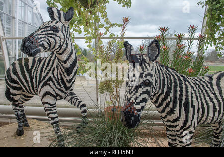 RHS Garden Wisley, Surrey, Großbritannien. 25. Januar, 2019. Letzte Vorbereitungen von mehr als 40 lebensgroßen Tiere und Pflanzen mit dem beliebten Lego® Gebäude aus Backstein, die in den gemäßigten und tropischen Zonen des Glasshouse gesucht kann an RHS Wisley von 26 Jan-3 Apr 2019. Credit: Malcolm Park/Alamy Leben Nachrichten. Stockfoto